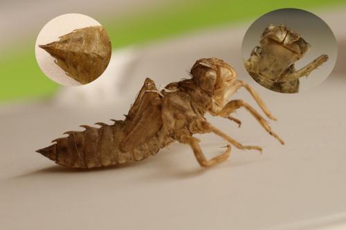 Réf. 275 194 : Libellula fulva